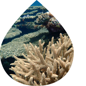 今も徳之島に生きる美しい珊瑚礁